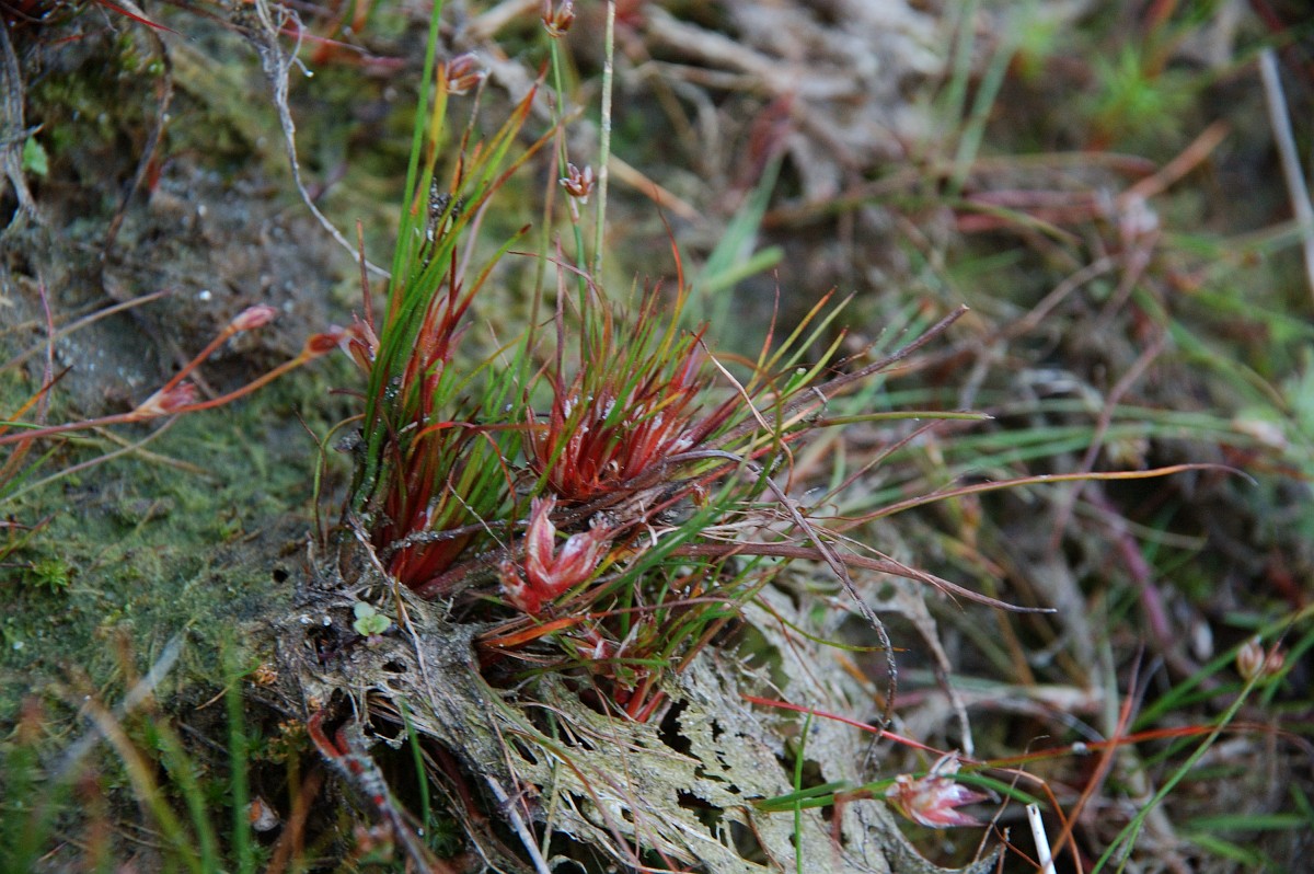 Juncus bulbosus, Bulbous Rush